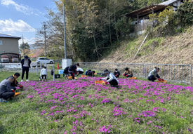 社員がボランティアで参加する「青葉学園芝桜の会」
