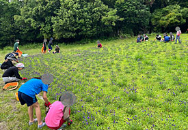 社員がボランティアで参加する「青葉学園芝桜の会」の作業（花の苗の植え付け）